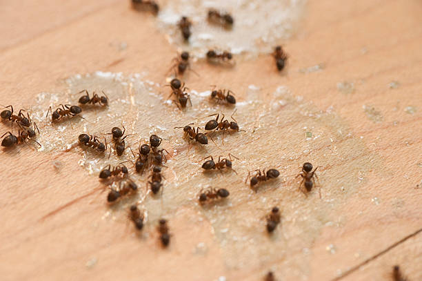 Best Exterminator Services  in Dyer, TN
