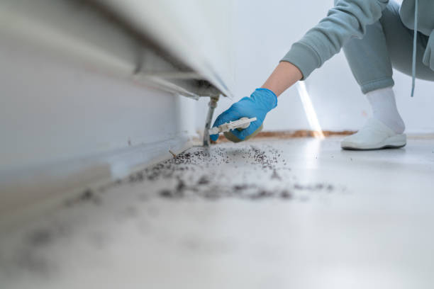 Best Flea Control Services  in Dyer, TN